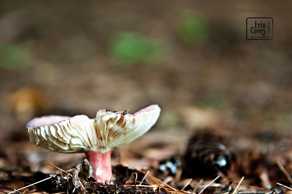 Mushroom-1-web