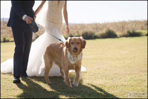 Dog with "I Do Too" Bandana on Wedding Day